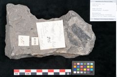 Foto (Objekt + Etikett) von Plantae indet.  (NHMW-GEO-2024-0188-10226)